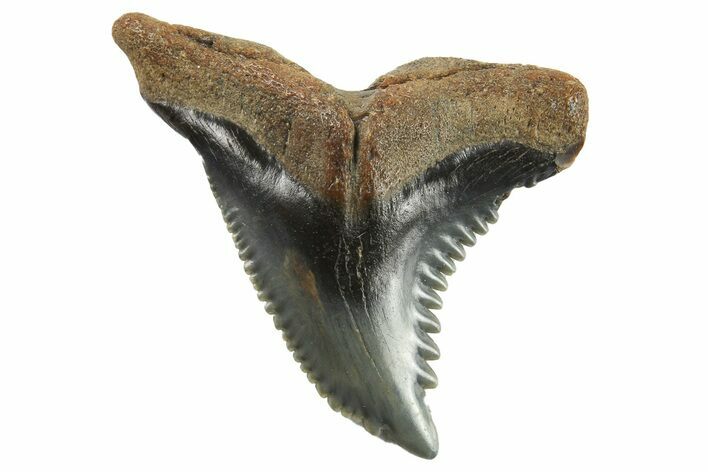Snaggletooth Shark (Hemipristis) Tooth - South Carolina #295776